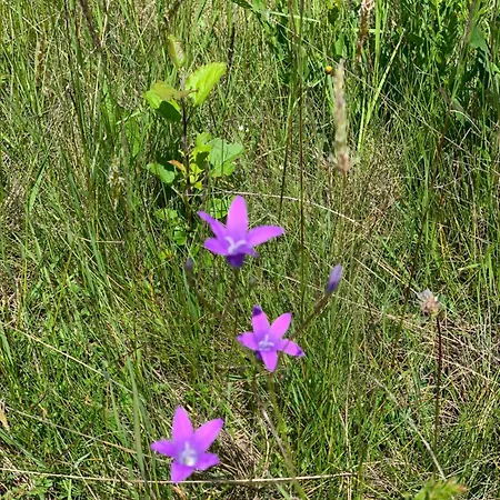 Camping Kouzelna Maringotka *